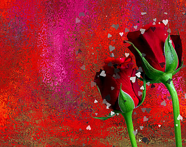closeup photo of two red rose flowers thumbnail