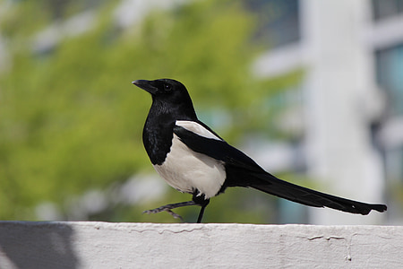 short-beak white and black bird on white surface thumbnail