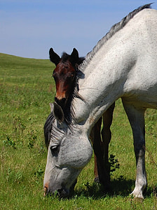 two gray and brown horses on green grass at daytime thumbnail