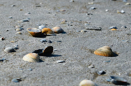 Close-up Photo of Seashells thumbnail