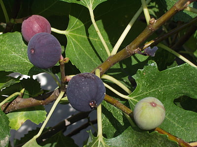 close up photography of black, red, and green fruit thumbnail