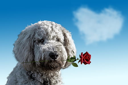 long-coated white puppy biting red rose at daytime thumbnail
