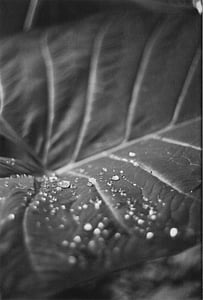 grayscale photography of leaf plant with water dew thumbnail