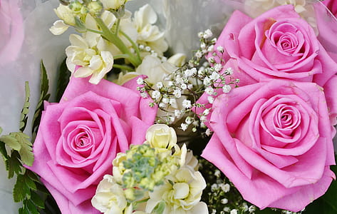 selective focus photography of pink rose flower bouquet thumbnail