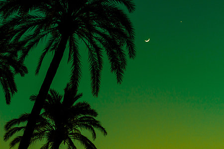 silhouette coconut tree during nighttime thumbnail