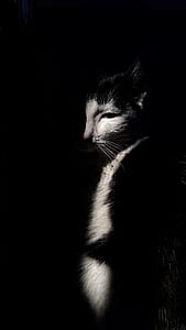 gray and black cat thumbnail