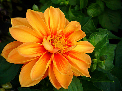 yellow petaled flower in closeup photography thumbnail