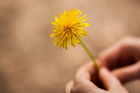 Woman Holding Flower thumbnail