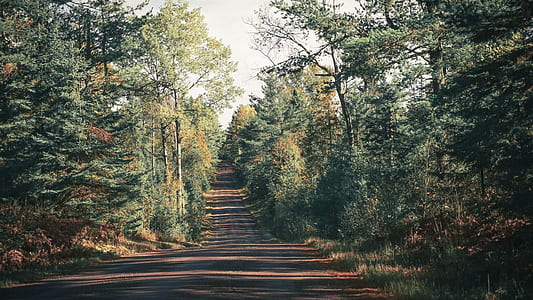clear road in between green trees at daytime thumbnail