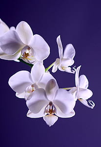 White Moth Orchid in Close Up Photography during Daytime thumbnail