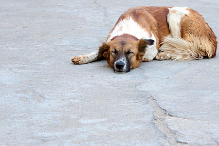 dog closing eyes and laying down on concretet pavement thumbnail