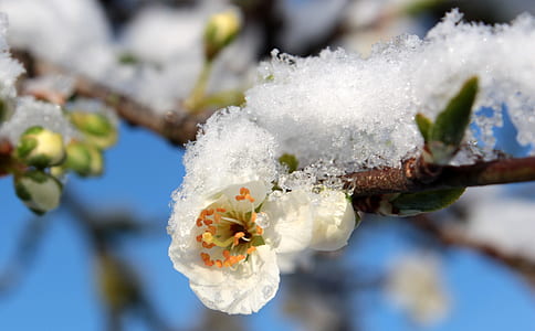 shallow focus photography of white flowers thumbnail