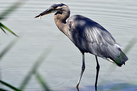 brown and gray bird hunting fish on body of water thumbnail