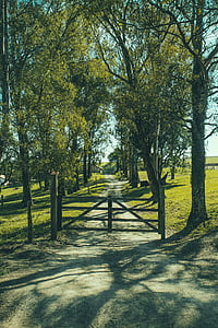 empty pathway undernearth trees thumbnail