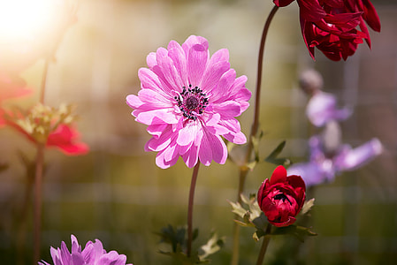 selective focus photo of purple petaled flower thumbnail