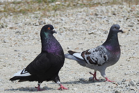 two gray and black pigeons on gray sand thumbnail