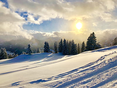 scenery of forest covered with snow thumbnail