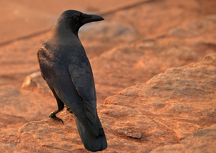 raven looking sideways thumbnail