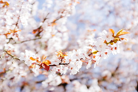 white flowers thumbnail