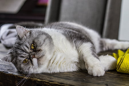 long-coated white and gray cat leaning on top of gray surface thumbnail