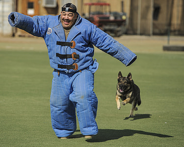 adult black and tan German shepherd chasing man wearing thick blue suit thumbnail