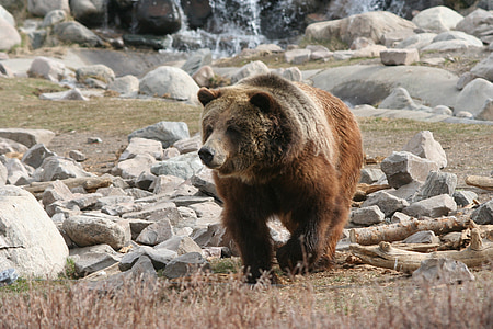 brown bear walking on field thumbnail
