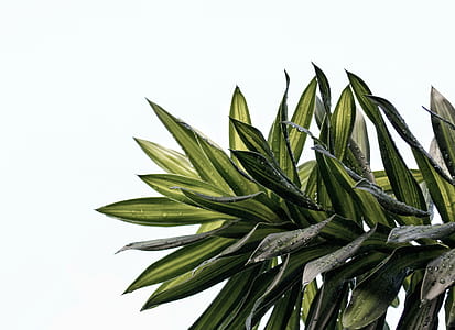 green leafed plant with dew thumbnail