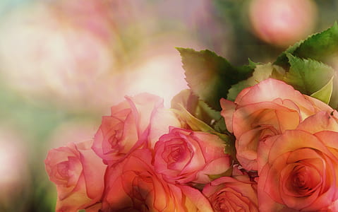 pink roses closeup photo thumbnail