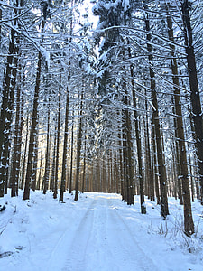 forest trees during daytime thumbnail