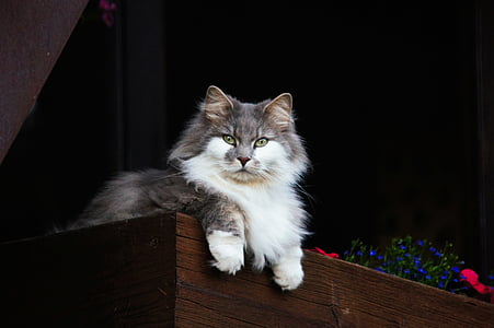 white and gray mainecoon cat thumbnail