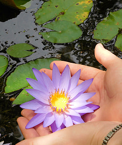 Water Lily, Water Lily With Hands thumbnail