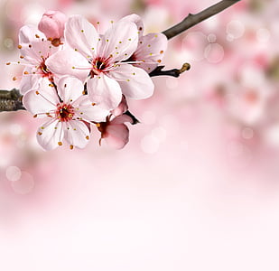 white and pink petaled flowers thumbnail