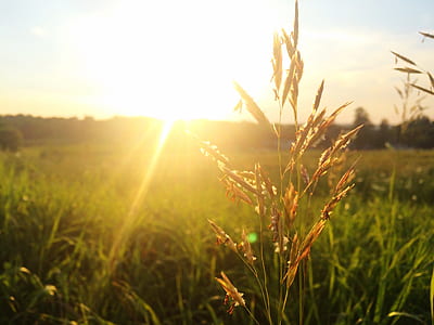 focus photo of whey grain during golden hour thumbnail