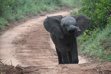 gray elephant on brown road near green grass thumbnail