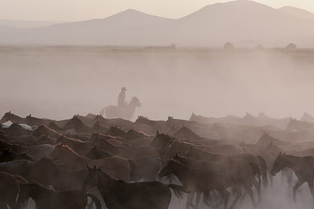 photo of man riding horse thumbnail
