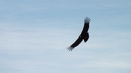 bird flying on sky thumbnail