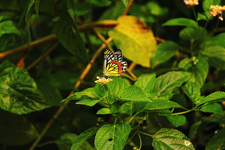 nature, flying, flowers, summer thumbnail