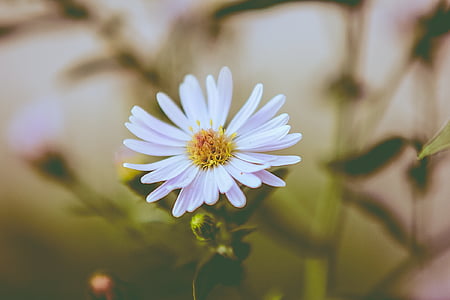 white daisy flower in close up photography thumbnail