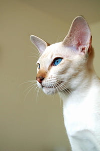 short-coated white cat thumbnail