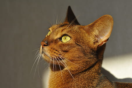 brown cat thumbnail
