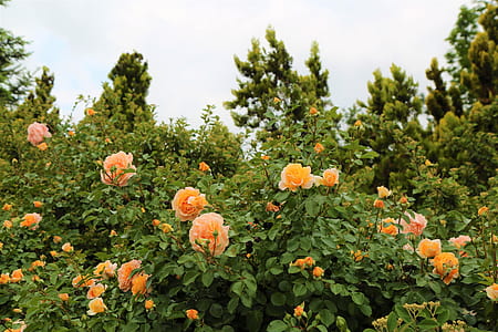 orange rose flowers thumbnail