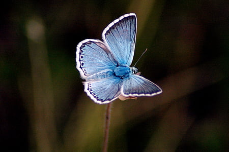 female common blue butterfly perched on pink flower thumbnail