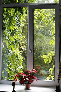 plant on porch thumbnail