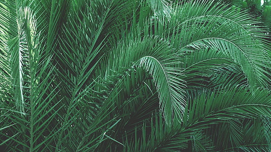 green sago palm plant thumbnail