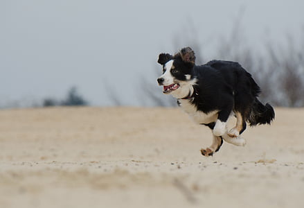 running black and white dog on white sand thumbnail