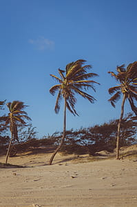 Coconut Trees on Brown Soil Under Blue Sky thumbnail