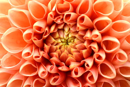 macro photography of orange Dahlia flower thumbnail