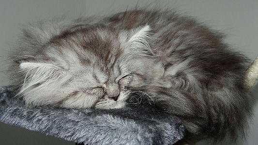 long-fur black and gray kitten sleeping on gray sheet illustration thumbnail