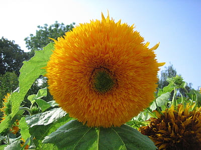 selective focus photography of teddy bear sunflower thumbnail