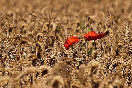 red flowers thumbnail